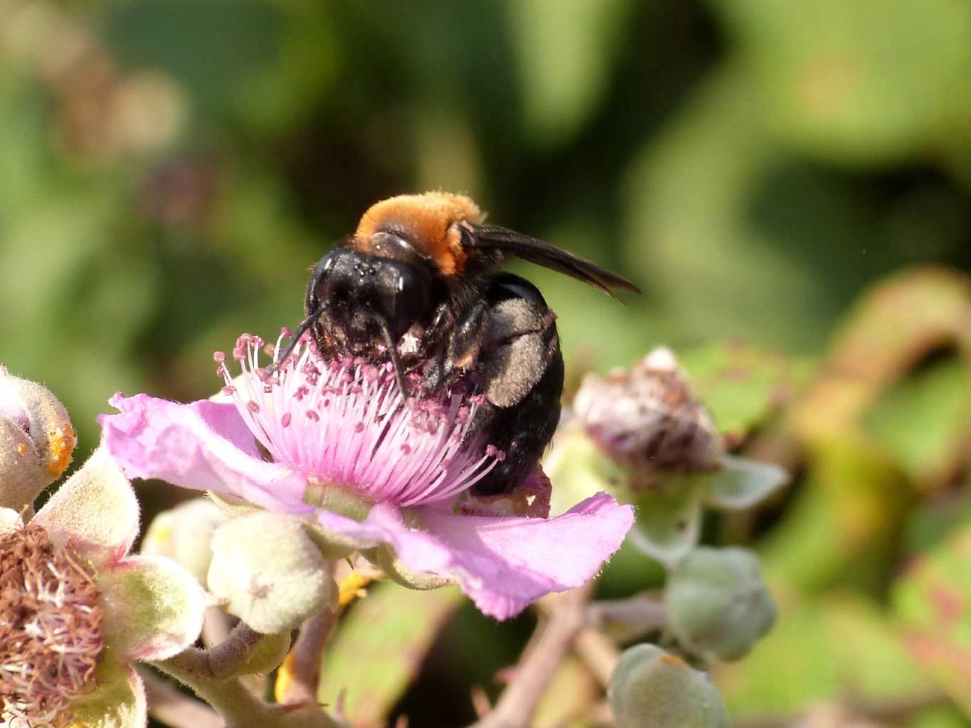 Andrena bicolor? No. Femmina di Andrena thoracica